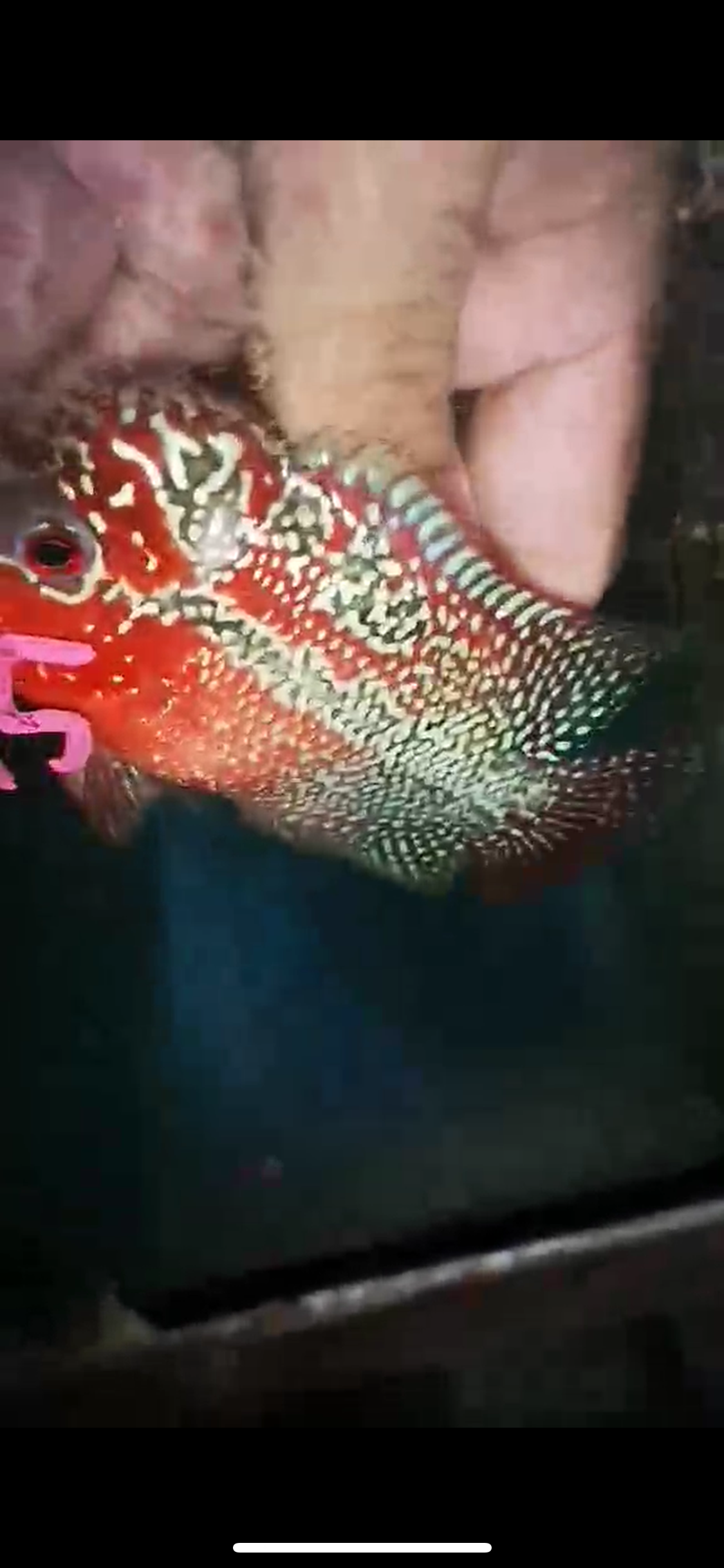 HQ Super Red Dragon Flowerhorn ( Male ) P-45