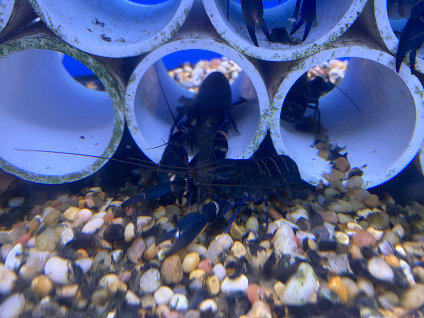 Papua Crayfish 4-5"