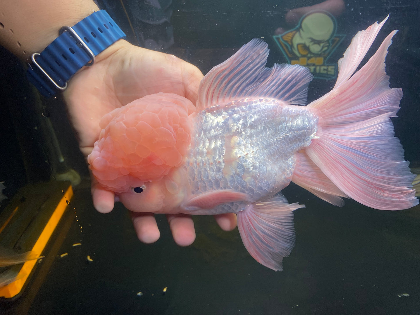 Oranda Goldfish ( XL )