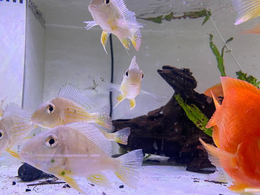 Geophagus Sveni  1"