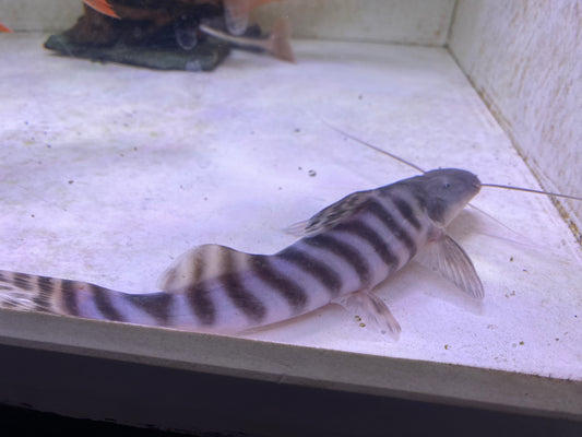 Tigrinus 14"