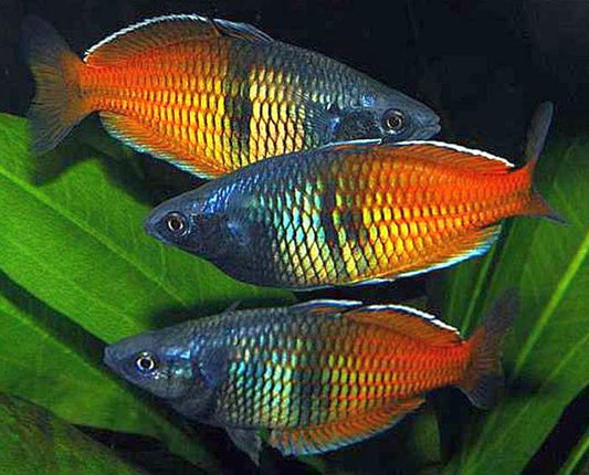 Bosmani Rainbow 3" Males