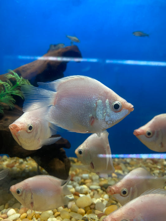 Shortbody Kissing Gourami 2.5"