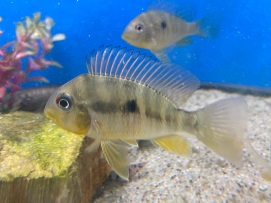 Geophagus Balzanis 2"-2.5"