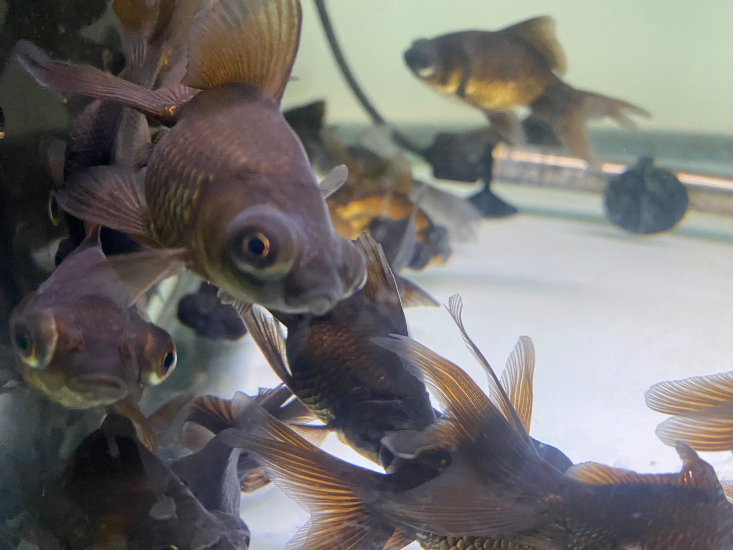 Blackmoor Goldfish 2-3"