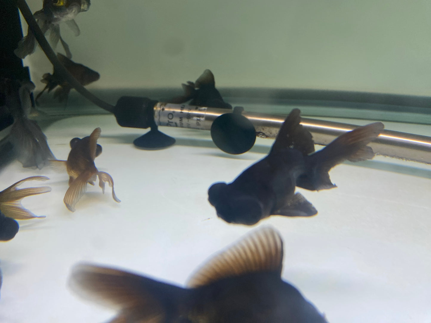 Blackmoor Goldfish 2-3"