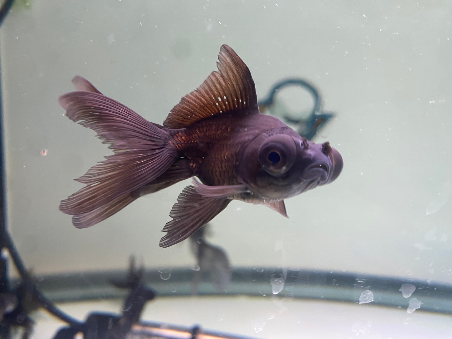 Blackmoor Goldfish 2-3"