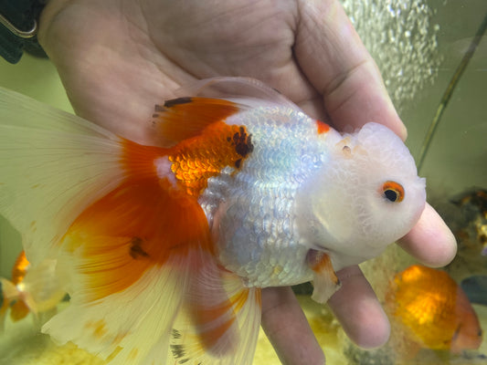 Oranda Goldfish tricolor 5-6"