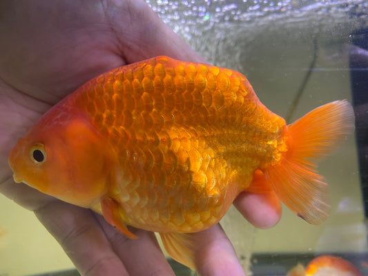 Ranchu Goldfish 5-5.5"