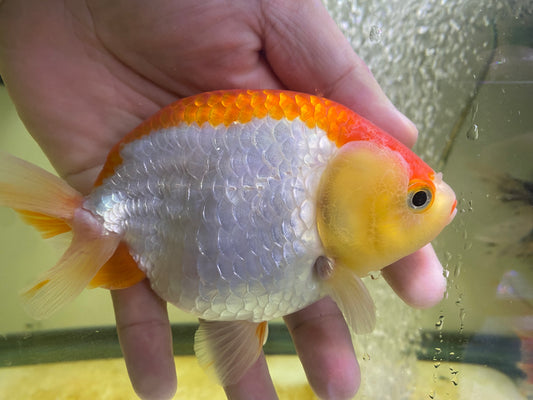 Ranchu Goldfish 5-5.5"