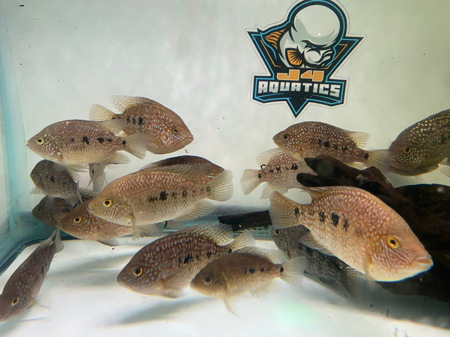 Red Texas Cichlid 2-4"