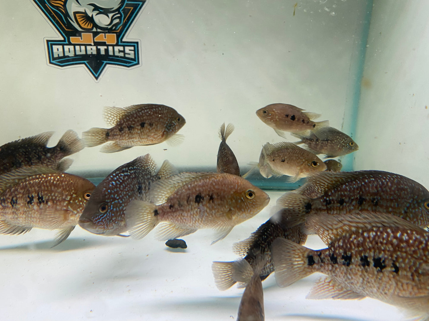 Red Texas Cichlid 2-4"