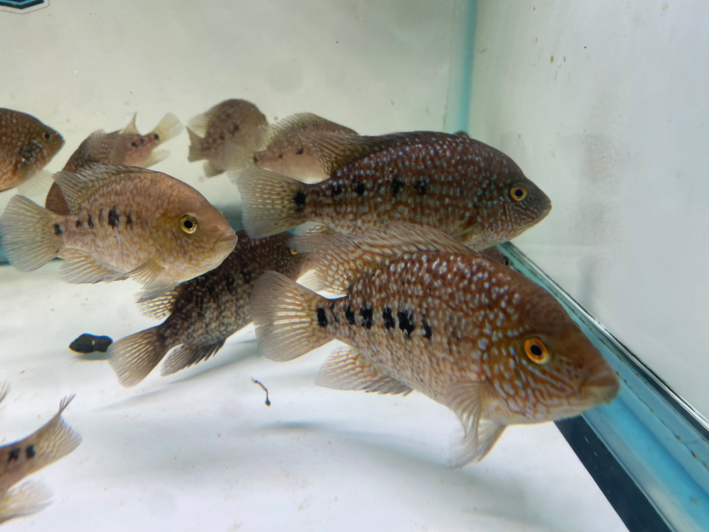 Red Texas Cichlid 2-4"