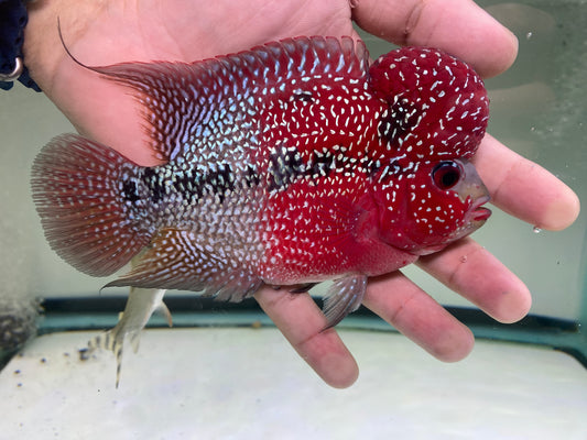 HQ Super Red Dragon Flowerhorn Male 002