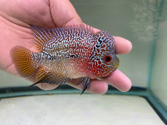 2-tone Kamfa Flowerhorn male