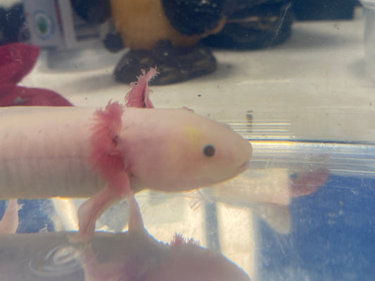 Axolotl 5-6" Melanistic x GFP