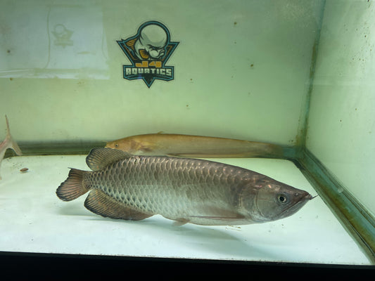 Jardini arowana 14"