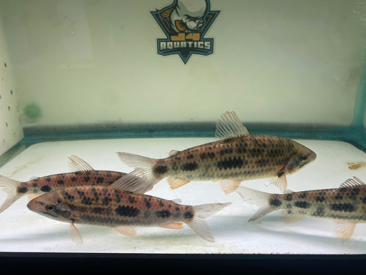 Strawberry Leporinus Granti 5-7"