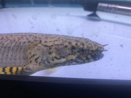 Ornate Bichir 12"