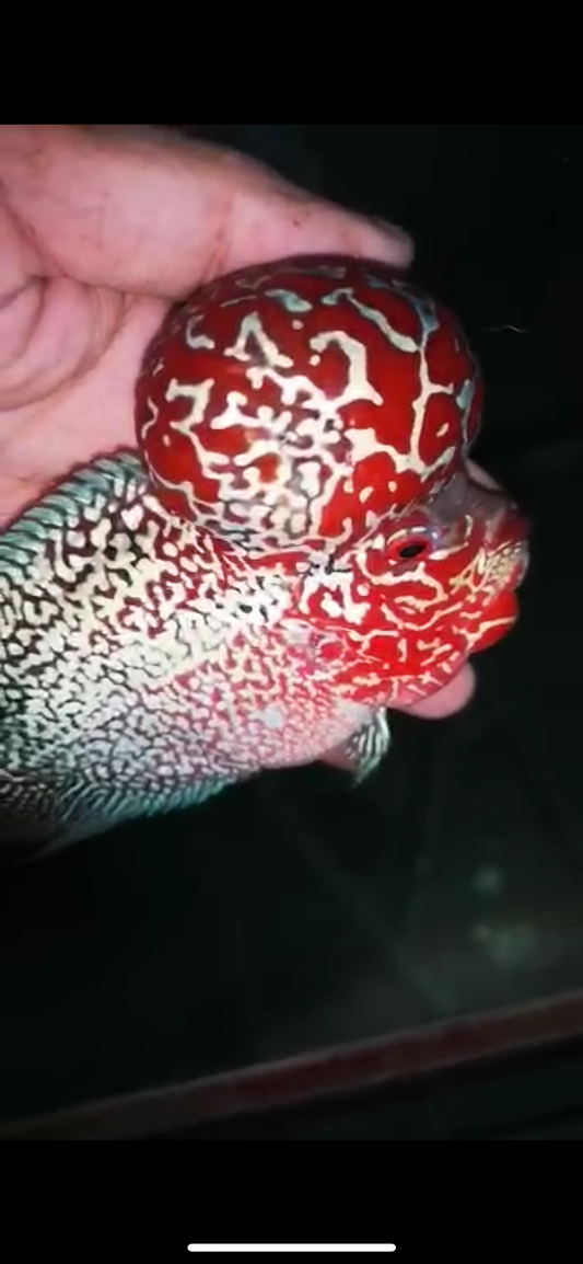 HQ SUPER RED DRAGON FLOWERHORN #3