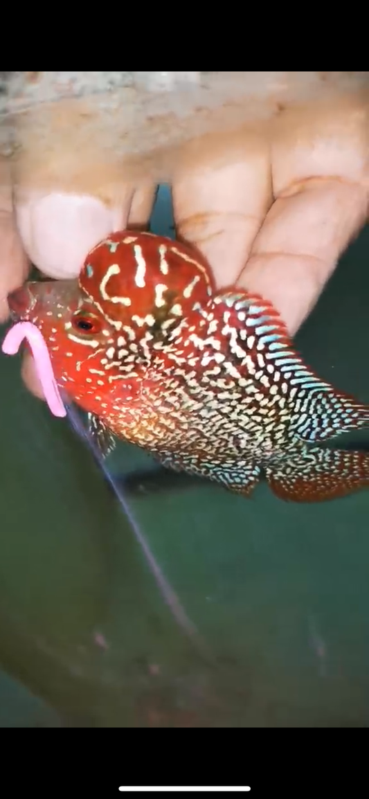 HQ KAMFA FLOWERHORN ( MALE ) #1