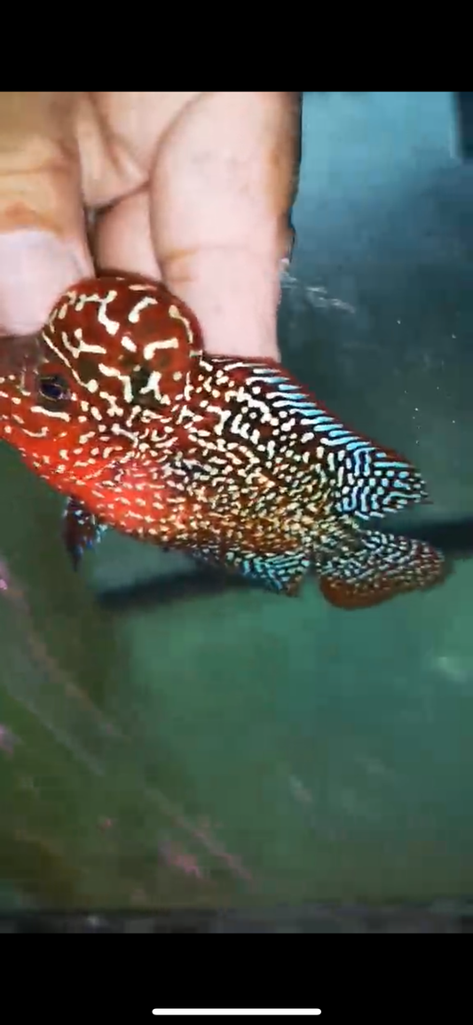 HQ KAMFA FLOWERHORN ( MALE ) #2