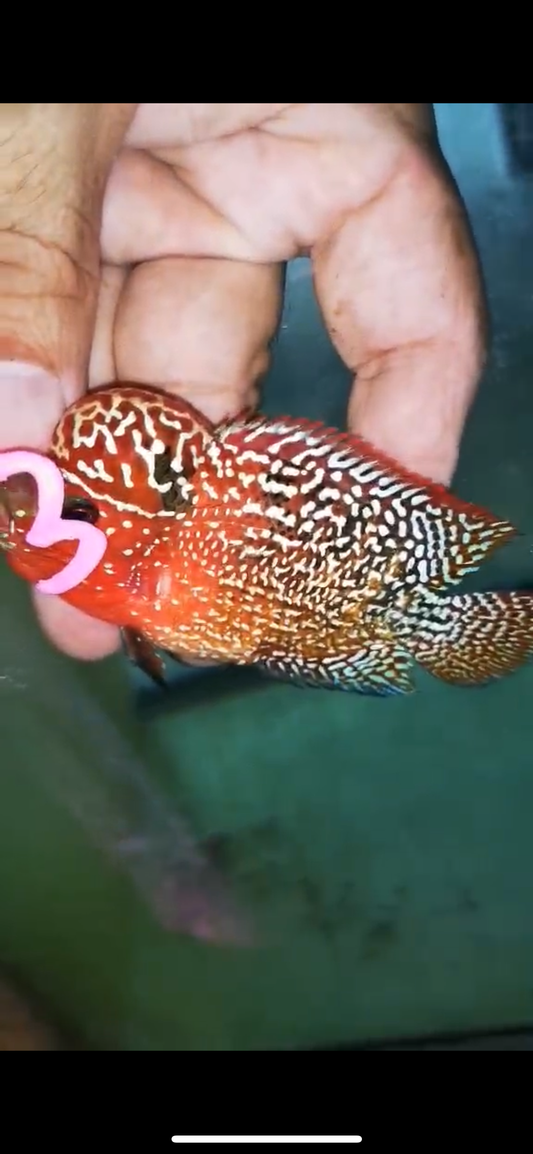 HQ KAMFA FLOWERHORN ( MALE ) #3