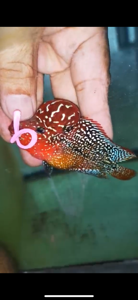 HQ KAMFA FLOWERHORN ( MALE ) #6