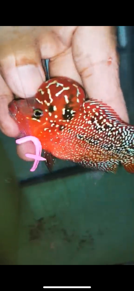 HQ KAMFA FLOWERHORN ( MALE ) #7