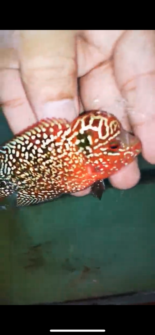 HQ KAMFA FLOWERHORN ( MALE ) #12