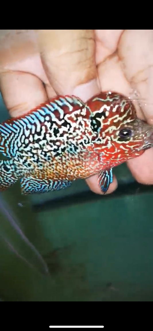 HQ KAMFA FLOWERHORN ( MALE ) #13