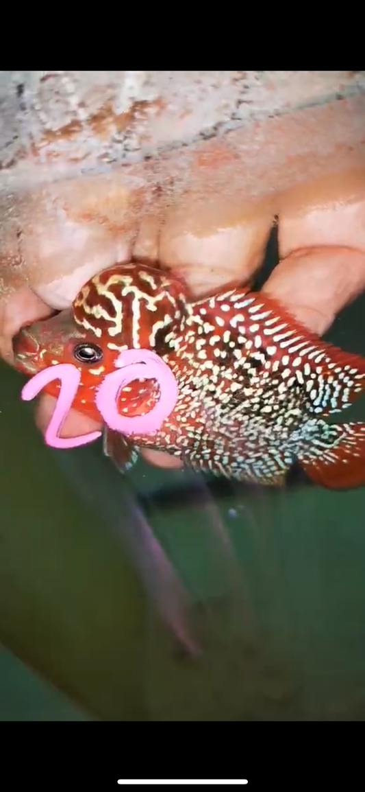 HQ KAMFA FLOWERHORN ( MALE ) #20