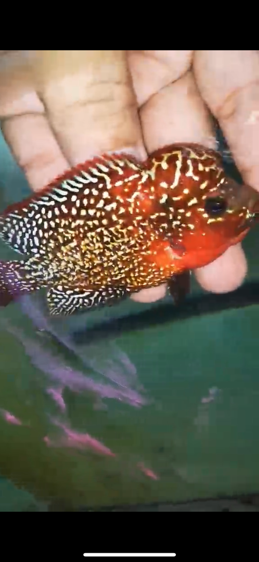 HQ KAMFA FLOWERHORN ( MALE ) #23