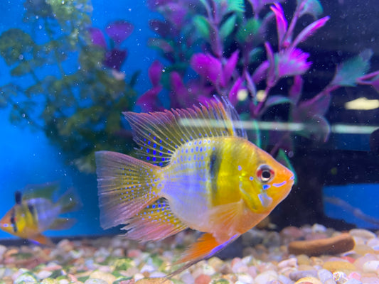 German Blue Ram ( Balloon ) 1.8-2"