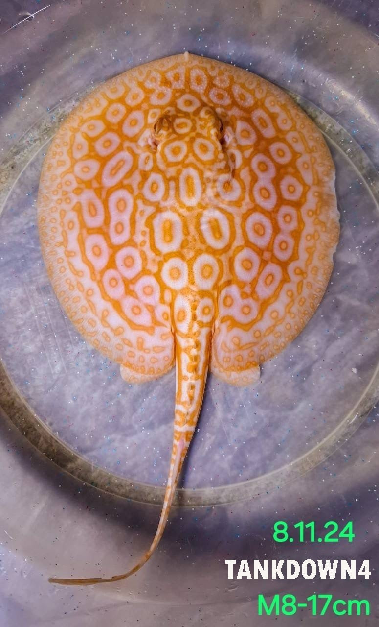 Golden Base Pearl Stingray Male M8