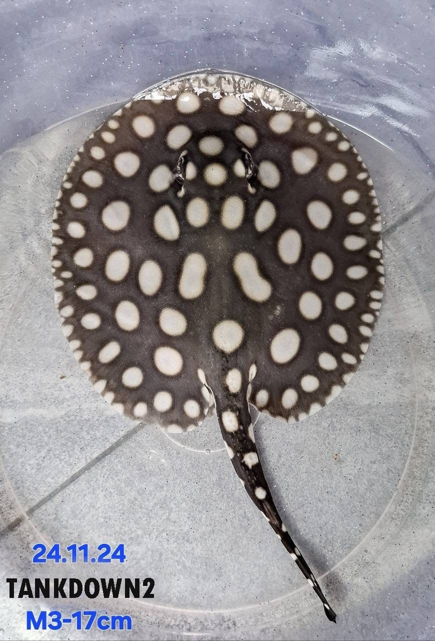 Black Diamond Stingray Male M3