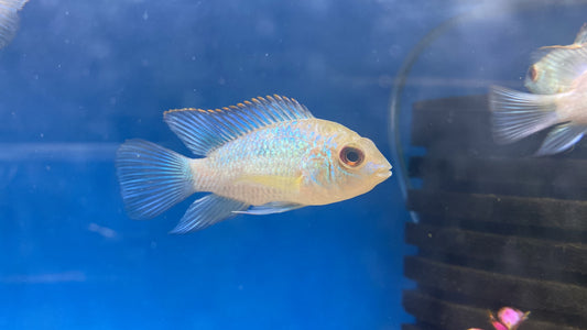 Electric Blue Ram 2.5"