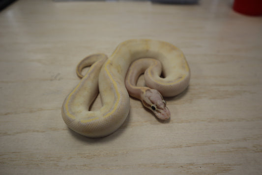 Pastel Inchi Ivory ( MALE )