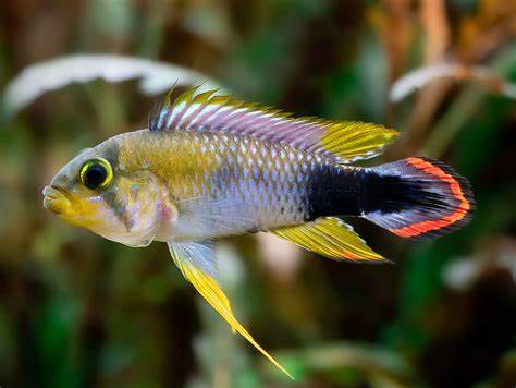 Apistogramma Pandurini