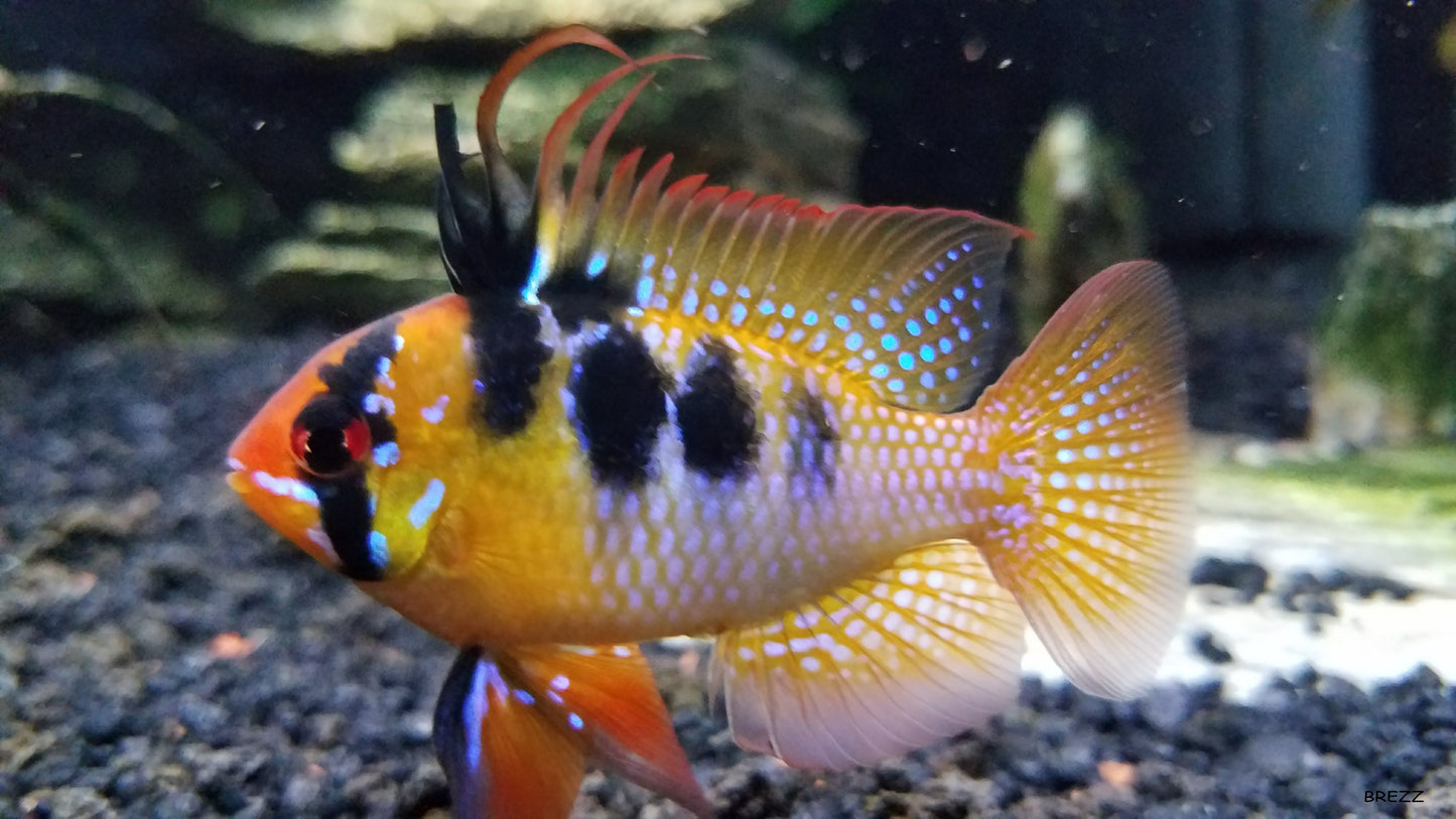 German  Blue Ram