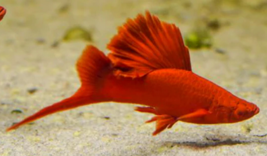 Fire Cracker Swordtails