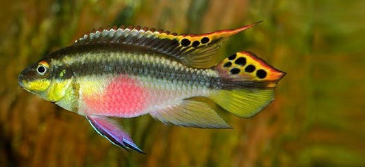 Raibow Krebensis ( dwarf cichlids ) 1"o