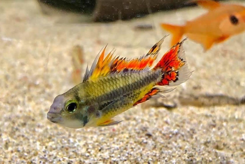 Apistogramma Cockatoo