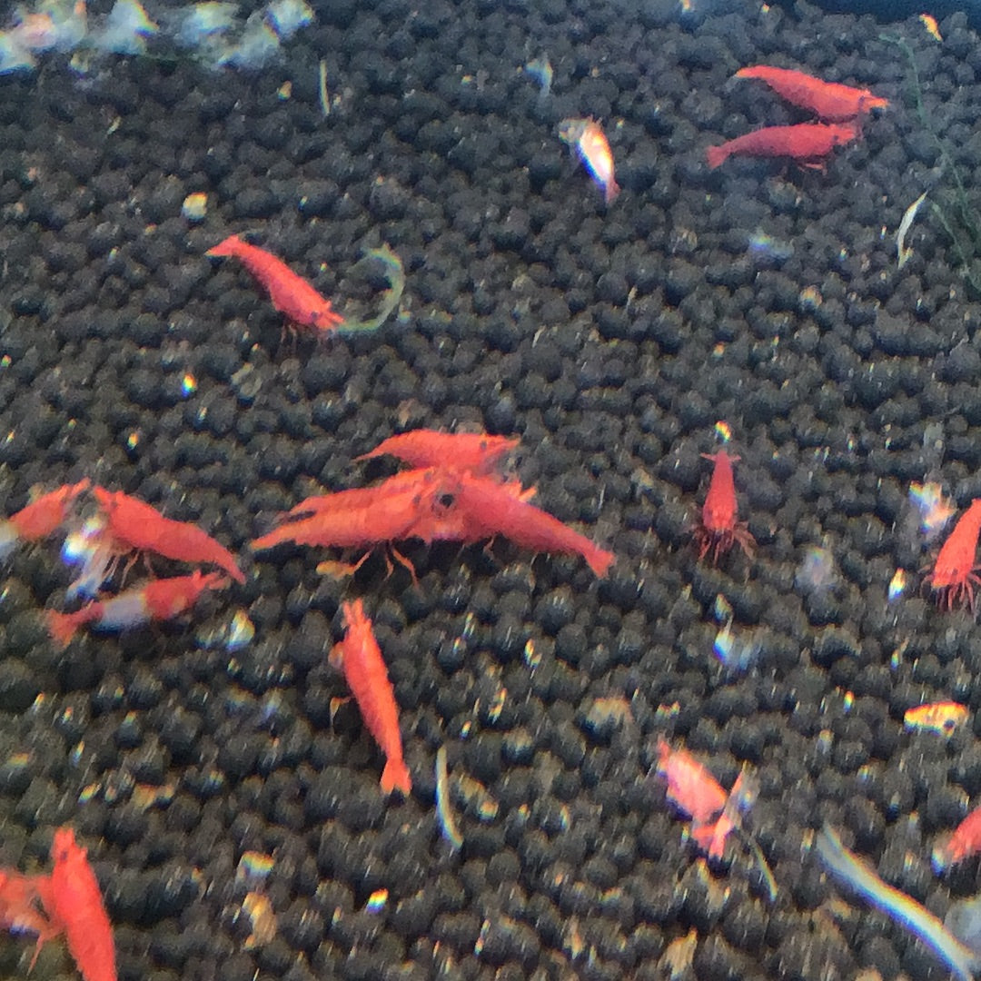 Fire red Shrimp
