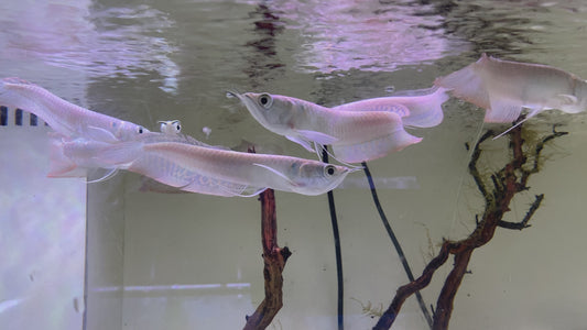 Silver Arowana 6-8"