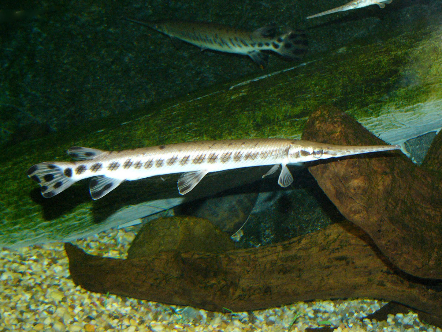 Longnose Gar 7"