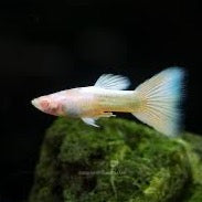 Full Platinum Albino Guppy